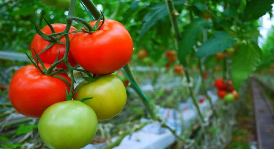 Цветение, формирование завязей, созревание томатов зависят от сорта, климатических особенностей региона и условий текущего сезона