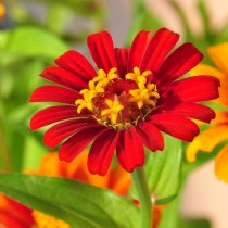Цинния узколистная (Zinnia angustifolia), сорт «Сомбреро» (Sombrero) Цинния узколистная (Zinnia angustifolia), сорт «Сомбреро» (Sombrero)