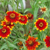 Цинния узколистная (Zinnia angustifolia), сорт «Старое Мехико» (Old Mexico) Цинния узколистная (Zinnia angustifolia), сорт «Старое Мехико» (Old Mexico)