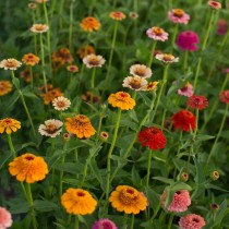 Цинния узколистная (Zinnia angustifolia), сортосмесь «Конфетка» (Candy) Цинния узколистная (Zinnia angustifolia), сортосмесь «Конфетка» (Candy)