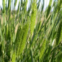 Житняк гребенчатый (Agropyron cristatum) Житняк гребенчатый (Agropyron cristatum)