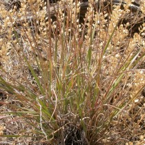 Житняк пустынный, или Узкоколосый (Agropyron desertorum) Житняк пустынный, или Узкоколосый (Agropyron desertorum)