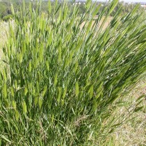 Житняк гребенчатый (Agropyron cristatum) Житняк гребенчатый (Agropyron cristatum)