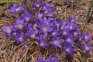 Бродиэя малая (Brodiaea minor) Бродиэя малая (Brodiaea minor)