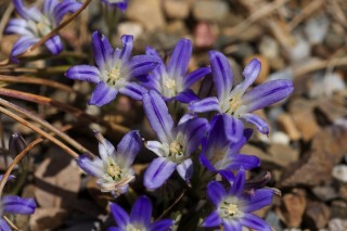Бродиэя приземистая (Brodiaea terrestris) Бродиэя приземистая (Brodiaea terrestris)
