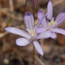 Бродиэя калифорнийская (Brodiaea californica) Бродиэя калифорнийская (Brodiaea californica)