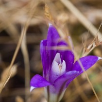 Бродиэя венечная, или венковая, или крупноцветковая (Brodiaea coronaria) Бродиэя венечная, или венковая, или крупноцветковая (Brodiaea coronaria)
