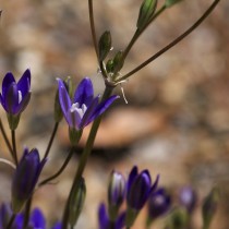 Бродиэя звездчатая (Brodiaea stellaris) Бродиэя звездчатая (Brodiaea stellaris)
