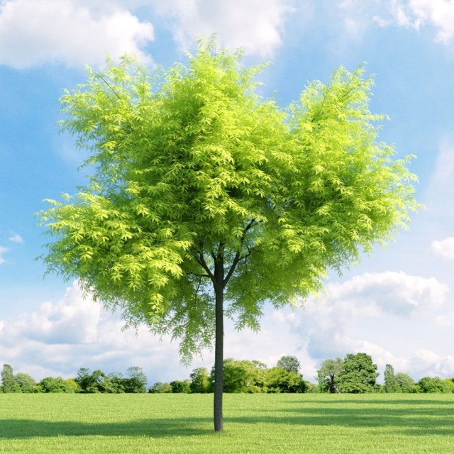 Гледичия трёхколючковая (Gleditsia triacanthos) Гледичия трёхколючковая (Gleditsia triacanthos)