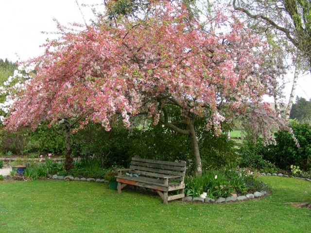 Яблоня декоративная (Malus) Яблоня декоративная (Malus)