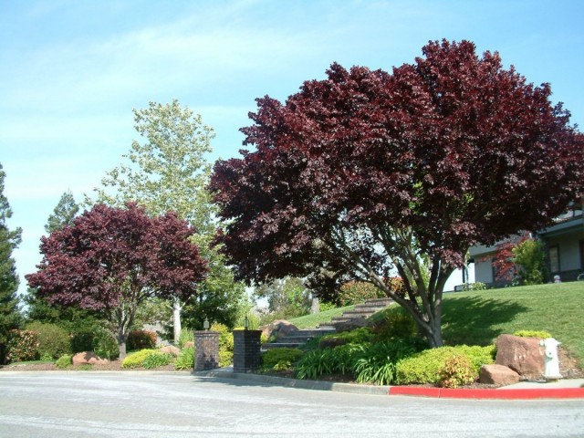 Слива вишнеплодная (Prunus cerasifera) Слива вишнеплодная (Prunus cerasifera)