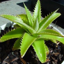 Диккия коротколистная (Dyckia brevifolia) Диккия коротколистная (Dyckia brevifolia)
