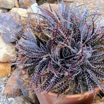 Диккия Фостера (Dyckia fosteriana) Диккия Фостера (Dyckia fosteriana)