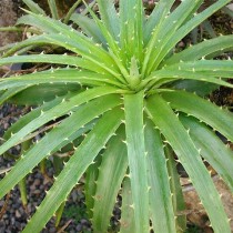Диккия Нидерлейна (Dyckia niederleinii) Диккия Нидерлейна (Dyckia niederleinii)