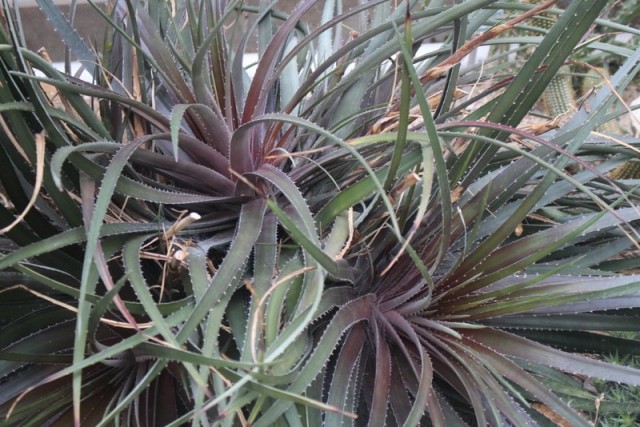 Диккия веласканская (Dyckia velascana) Диккия веласканская (Dyckia velascana)