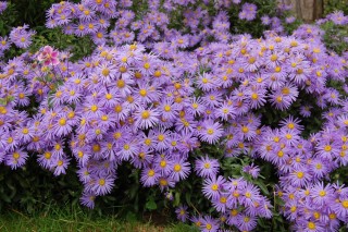Итальянская астра (Aster amellus) «King George» Итальянская астра (Aster amellus) «King George»