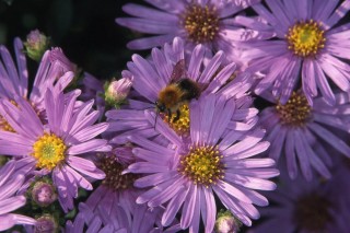 Итальянская астра (Aster amellus) «Lady Hindlip» Итальянская астра (Aster amellus) «Lady Hindlip»