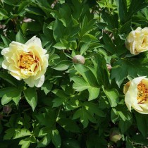 Ито-пион, сорт «Жёлтый самоцвет» (Yellow Gem) Ито-пион, сорт «Жёлтый самоцвет» (Yellow Gem)