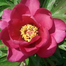 Ито-пион, сорт «Pink Ardour» Ито-пион, сорт «Pink Ardour»