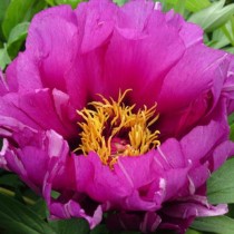 Ито-пион, сорт «Morning Lilac» Ито-пион, сорт «Morning Lilac»