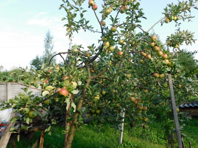 Опоры под самыми перегруженными урожаем побегами жизненно необходимы яблоне в период плодоношения