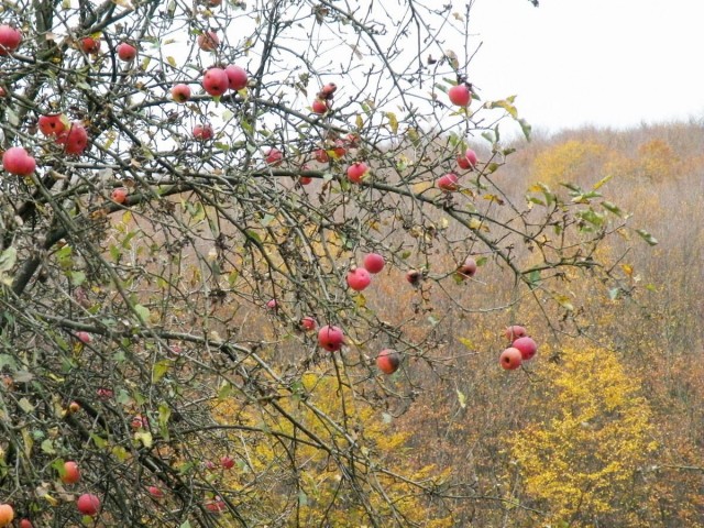 Все плоды с зимних сортов яблони должны быть сняты до того, как она уйдет на покой