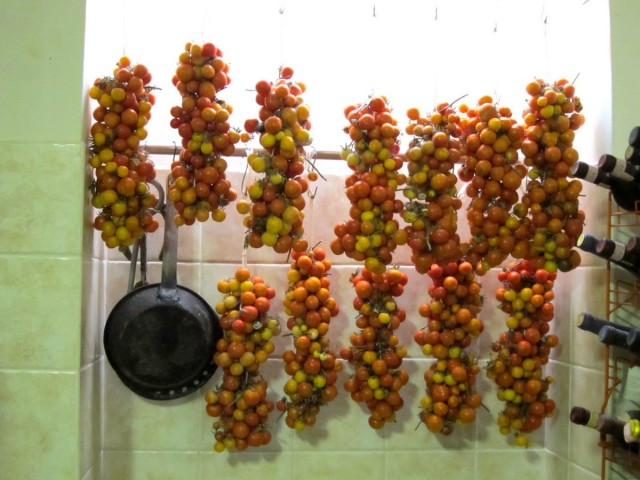 Хранение томатов на ветках
