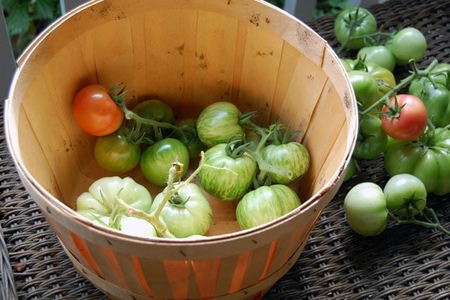 При быстром созревании томаты сразу употребляются в пищу, они не переносят длительного хранения