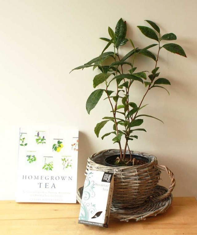 Камелия китайская, или Чай китайский (Camellia shinensis, синоним Thea chinensis) Камелия китайская, или Чай китайский (Camellia shinensis, синоним Thea chinensis)