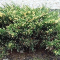 Можжевельник казацкий «Variegata» Можжевельник казацкий «Variegata»