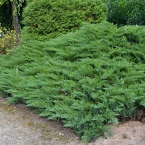 Можжевельник казацкий «Tamariscifolia» Можжевельник казацкий «Tamariscifolia»