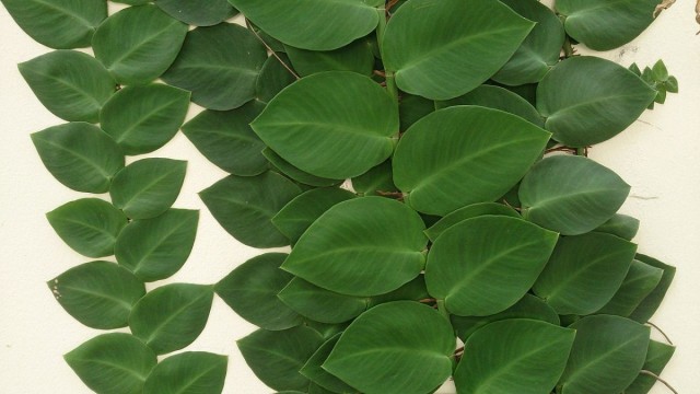 Рафидофора стебельчатая или скрытостебельная (Raphidophora korthalsii) Рафидофора стебельчатая или скрытостебельная (Raphidophora korthalsii)