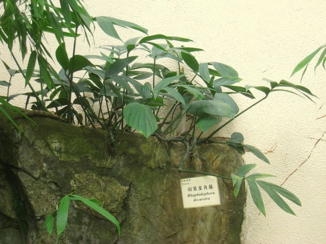 Рафидофора низбегающая (Raphidophora decursiva) Рафидофора низбегающая (Raphidophora decursiva)