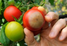 Вершинная гниль томатов — профилактика и способы борьбы