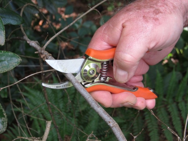 Сломанные или больные побеги войлочной вишни можно и нужно обрезать даже летом