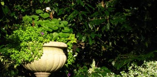 10 способов добавить света в тенистые уголки сада