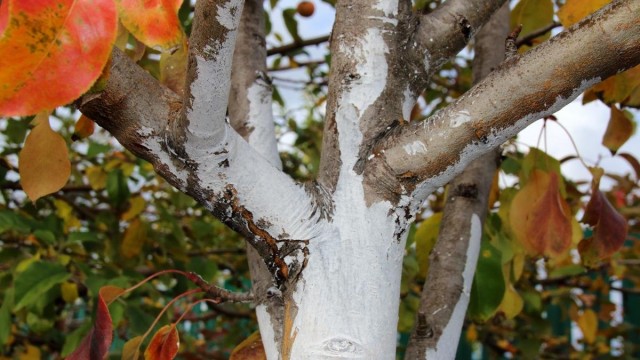 Осенняя побелка очень важна для здоровья деревьев