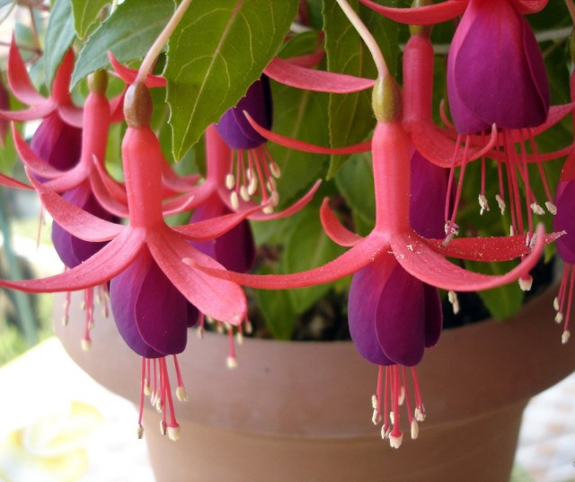 Фуксия (Fuchsia hybrids, Fuchsia x hybrida) Фуксия (Fuchsia hybrids, Fuchsia x hybrida)