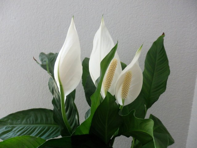 Спатифиллум (Spathiphyllum) Спатифиллум (Spathiphyllum)
