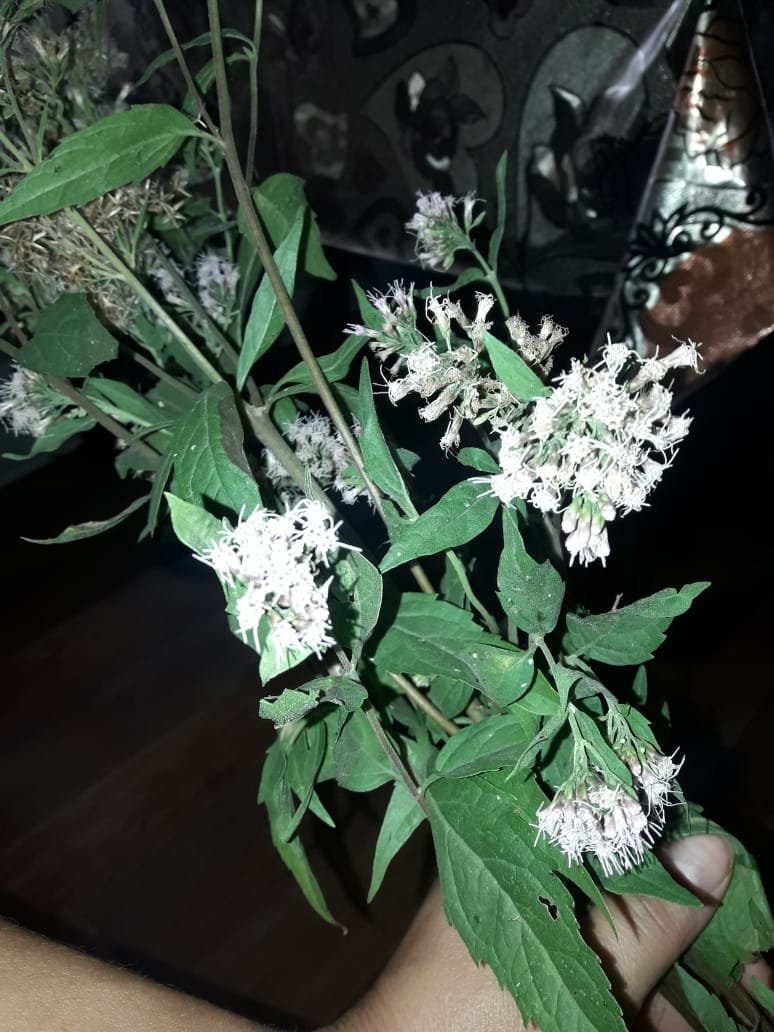 IMG-20180903-WA0000