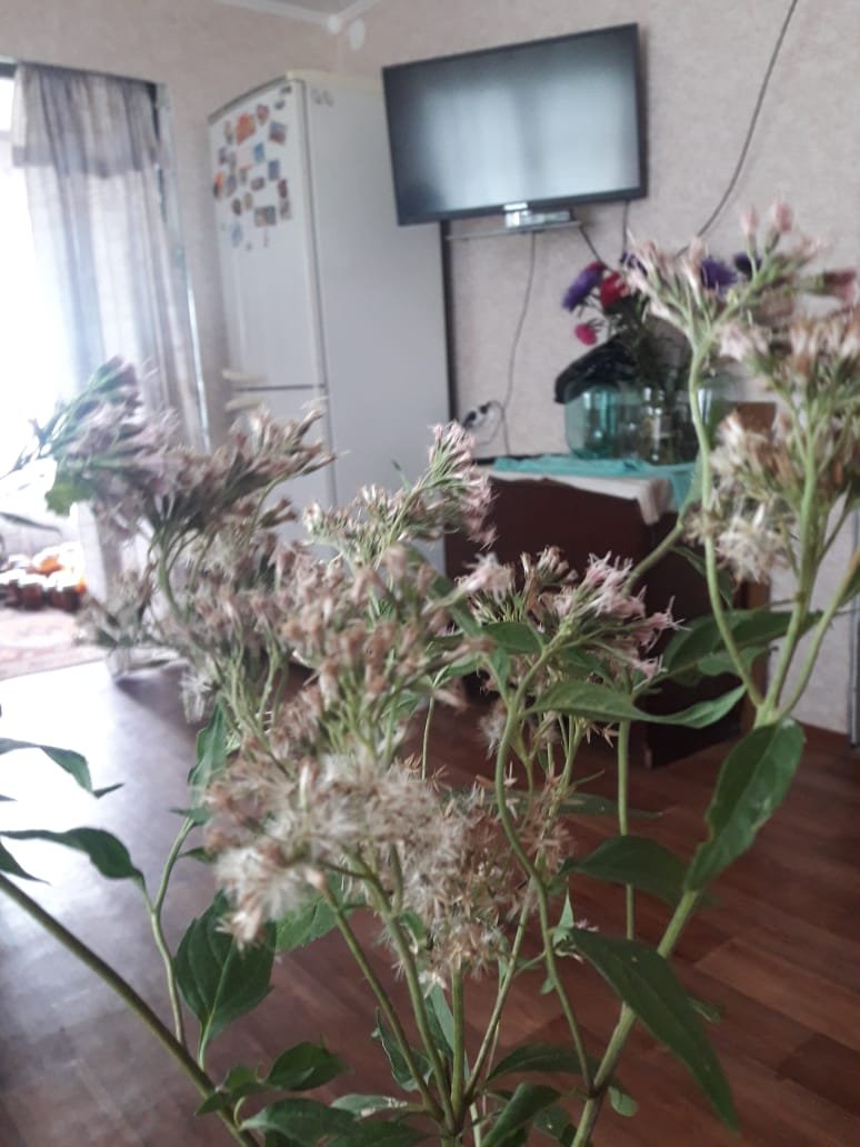 IMG-20180903-WA0004