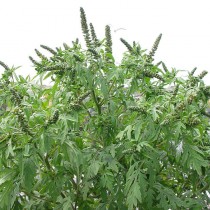 Амброзия полыннолистная (Ambrosia artemisiifolia L., 1753) Амброзия полыннолистная (Ambrosia artemisiifolia L., 1753)