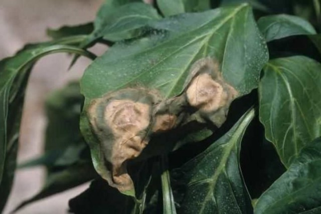 Признаки фитофтороза на листьях перца
