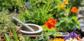 «Чайный» цветник — клумба для выращивания пряных и лекарственных трав