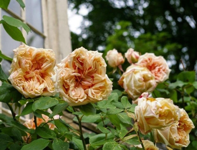 Роза-клаймер, сорт «Слава Дижона», «Глуар де Дижон» (Cl., Gloire de Dijon)