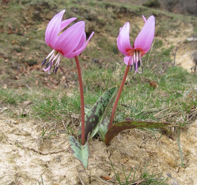 Кандык европейский (Erythronium dens-canis) Кандык европейский (Erythronium dens-canis)