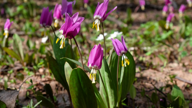 Кандык сибирский (Erythronium sibiricum) Кандык сибирский (Erythronium sibiricum)