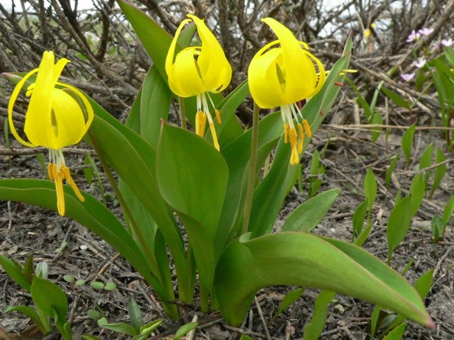 Кандык крупноцветный (Erythronium grandiflorum) Кандык крупноцветный (Erythronium grandiflorum)