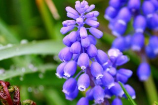 Мускари обыкновенный (Muscari botryoides) Мускари обыкновенный (Muscari botryoides)