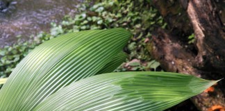 Куркулиго-молинерия — шикарные листья при минимальном уходе